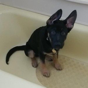 Meet your Posher, Cathi